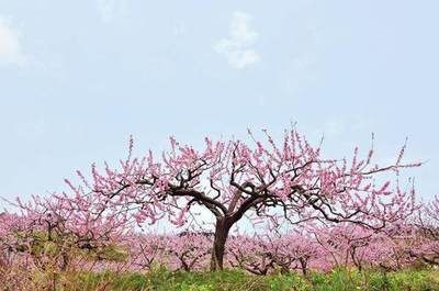 桃树栽培技术 关于密植的几点体会
